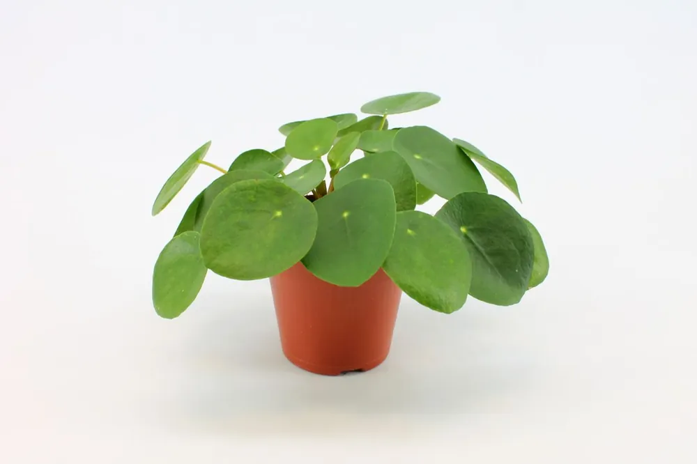 Pilea peperomioides (Pannenkoekplant) - Makkelijk bestellen
