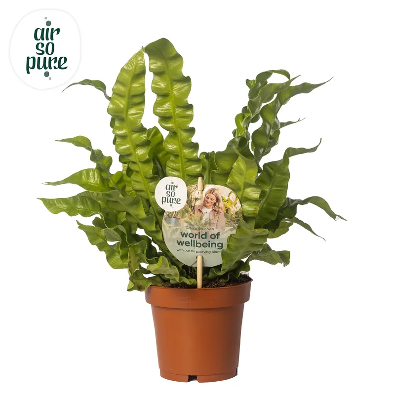 Goed beoordeeld - Asplenium Crispy Wave (Nestvaren)