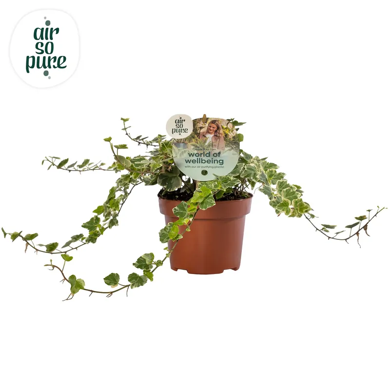 Hedera helix ‘White Wonder‘ - Populair bij klanten