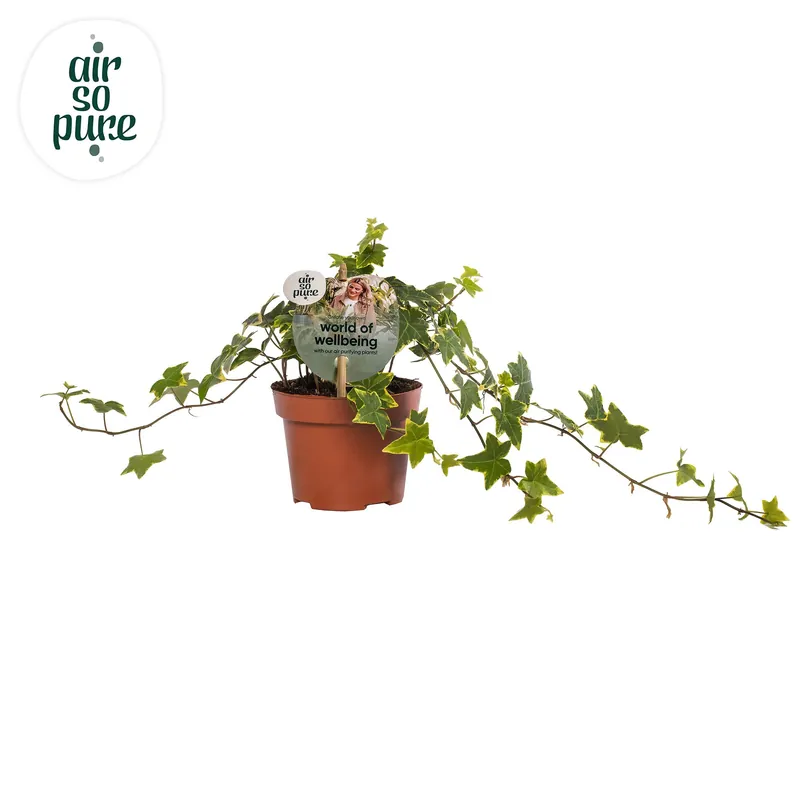 Slechts tijdelijk | Hedera helix ‘Gold Child‘