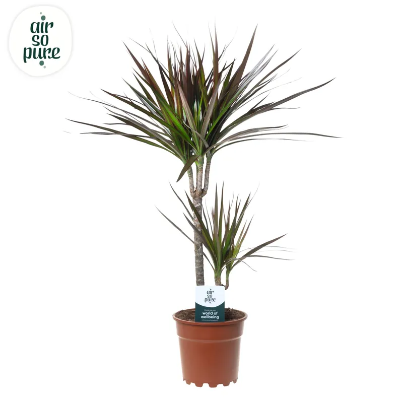 Dracaena marginata ‘Magenta‘ | Alleen deze week