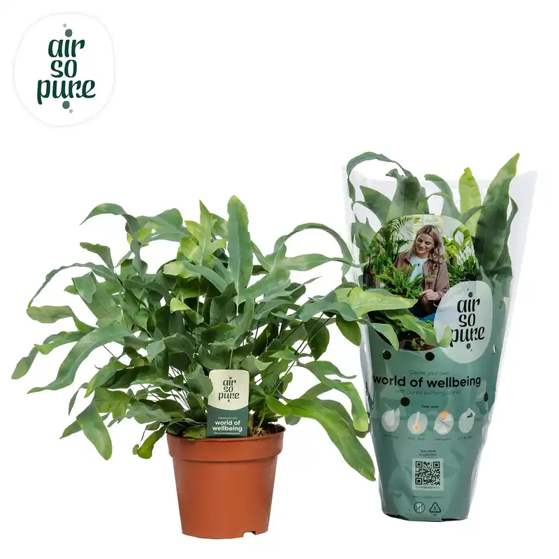Speciale aanbieding - Phlebodium Aureum ‘Blue Star‘ (Blauwvaren)