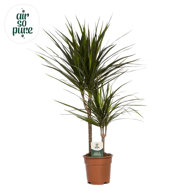 Beste prijs | Dracaena Marginata (Drakenbloedboom)