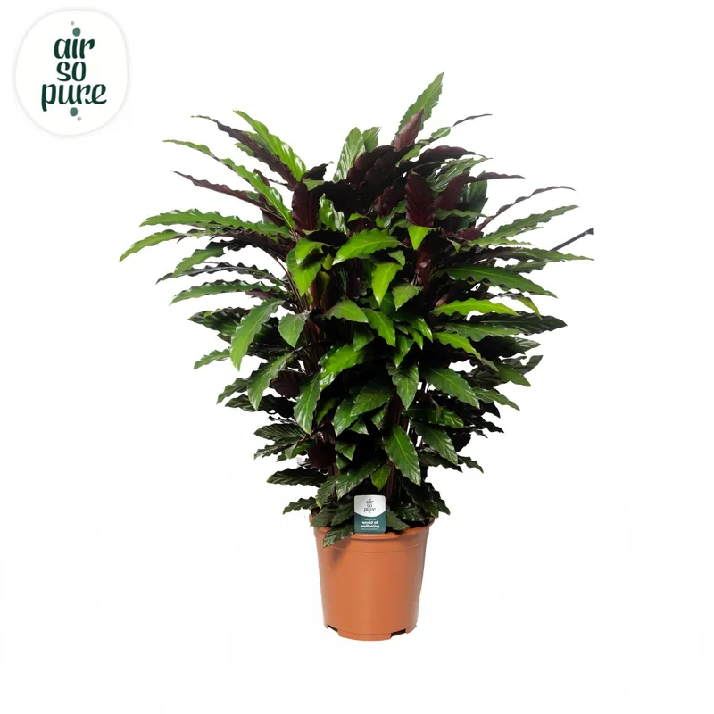 Populair bij klanten | Calathea ‘Rufibarba‘