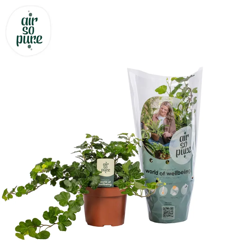 Laatste stuks | Hedera helix ‘Wonder‘