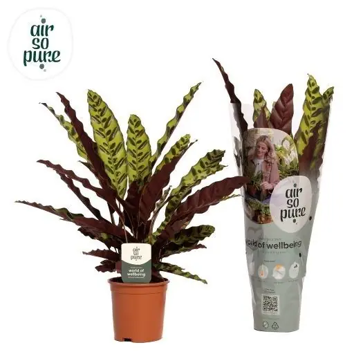 Calathea lancifolia ‘Insigne‘ (Pauwenplant) - Hoge kwaliteit
