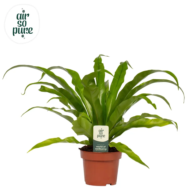 Asplenium Antiquum | Uitverkoop