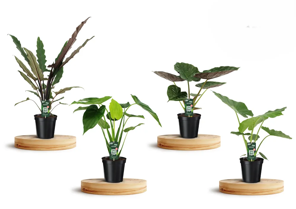 Alocasia gemengd | Bestel vandaag