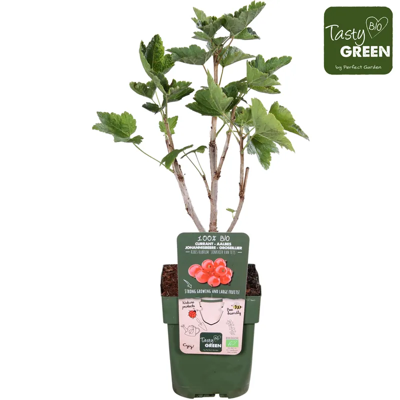 Actie - Ribes rubrum ‘Jonkeer van Tets‘ (Rode aalbes)
