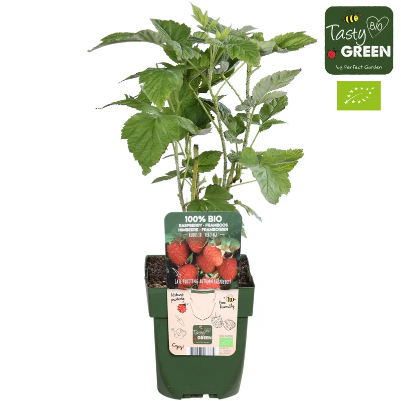 Rubus idaeus ‘Heritage‘ (Herfstframboos) - Outlet