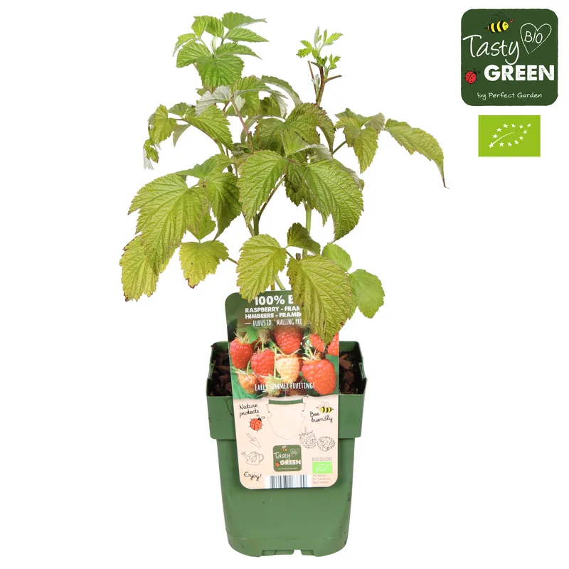 Rubus idaeus ‘Malling Promise‘ (Zomerframboos) | Nieuw gelanceerd