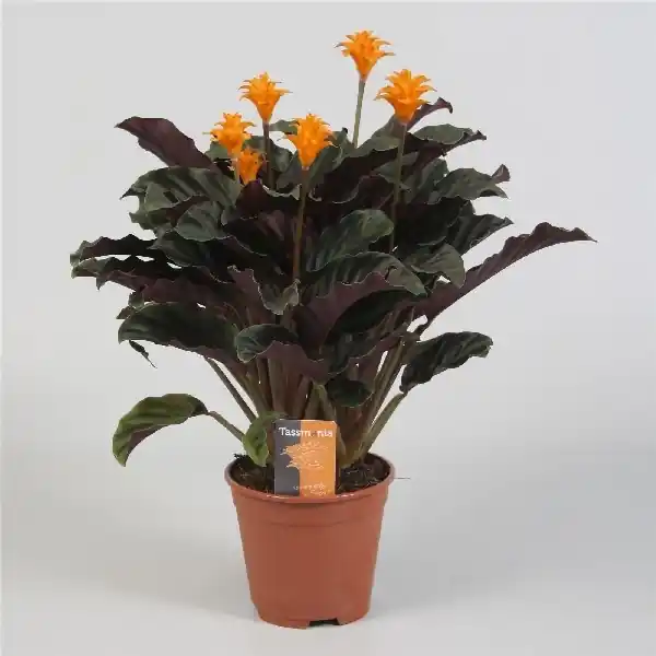 Nieuw in het assortiment - Calathea crocata ‘Tassmania‘ (Eeuwige vlam)