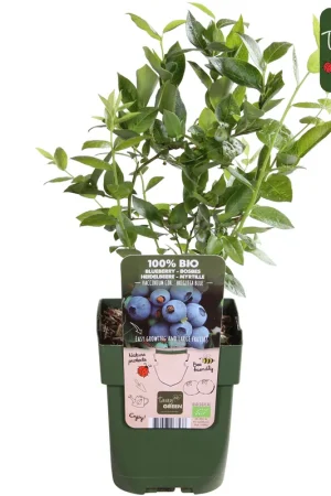 Aanrader | Vaccinium corymbosum ‘Brigitta Blue‘ (Blauwe bes)