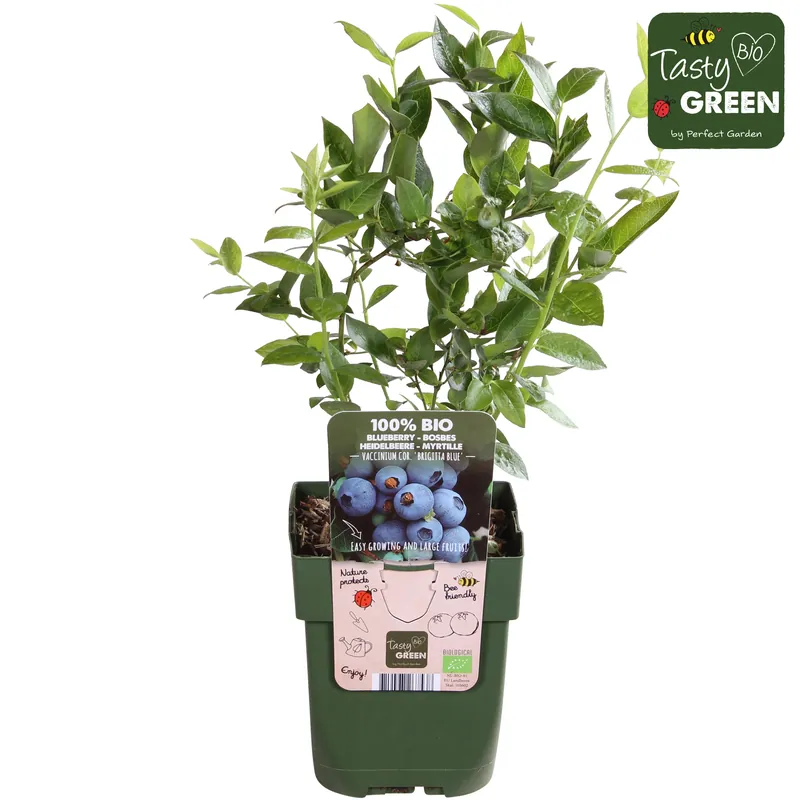Aanrader | Vaccinium corymbosum ‘Brigitta Blue‘ (Blauwe bes)