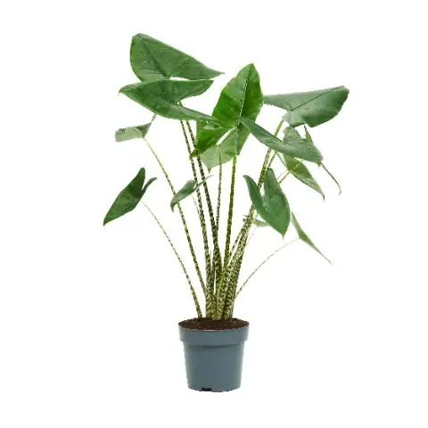 Zeer goed beoordeeld | Alocasia ‘Zebrina‘ (Olifantsoor)