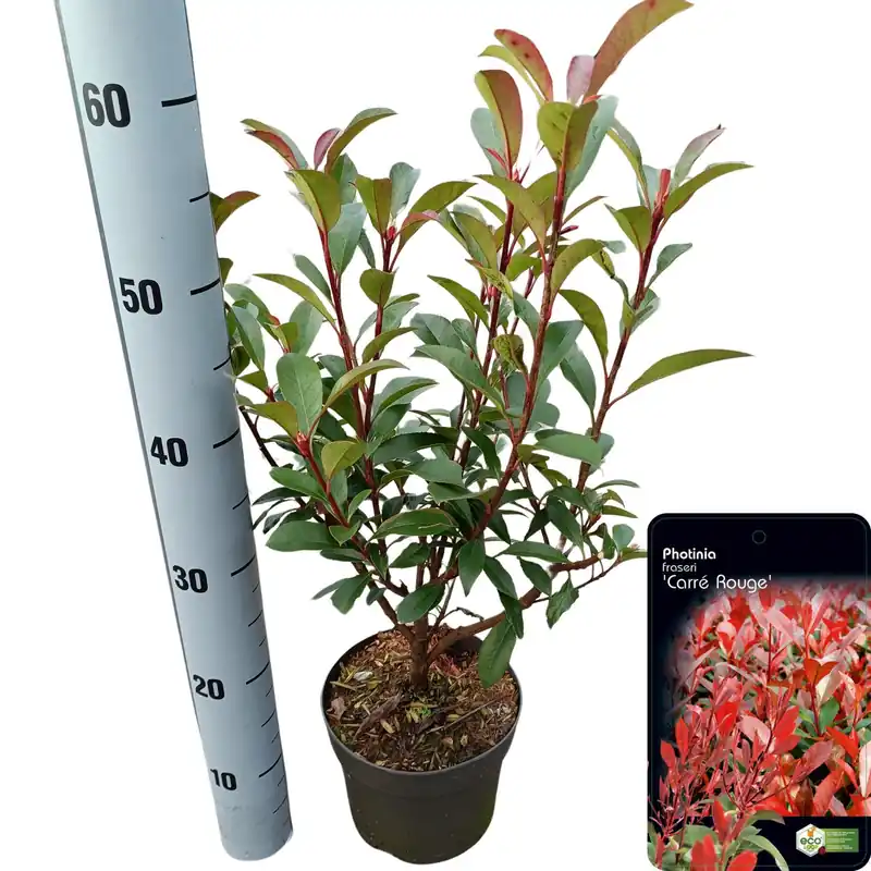 Photinia fraseri ‘Carré Rouge‘ (Glansmispel) - Speciale deal