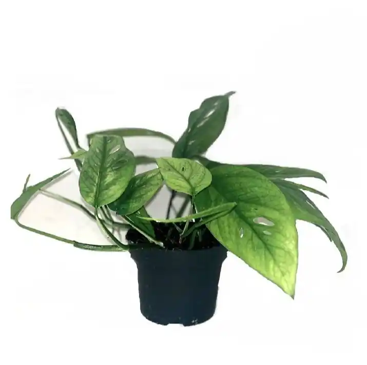 Mis het niet - Philondendron Scandens ‘Brazil‘
