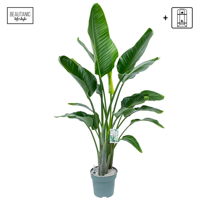 Net gelanceerd - Strelitzia nicolai (Paradijsvogelplant)