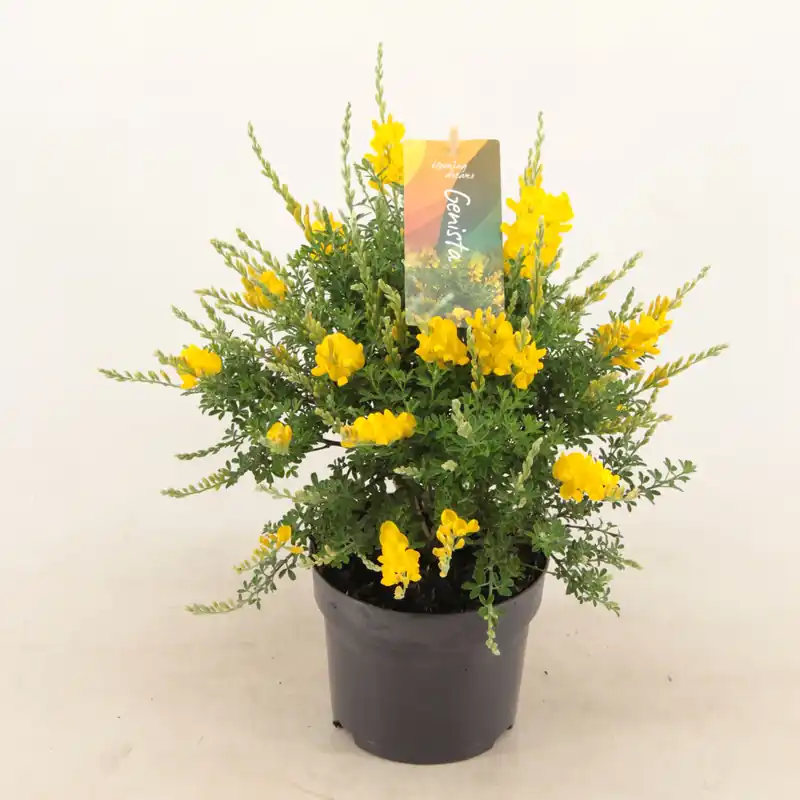 Genista Cytisus struik (Kamerbrem) | Nieuw in de shop