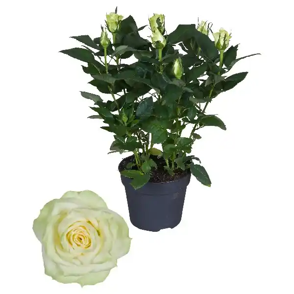 Trending - Grootbloemige roos wit