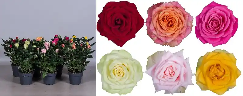 Grootbloemige roos mix | Bestseller
