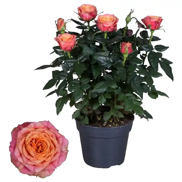 Grootbloemige roos oranje - Uitverkoop