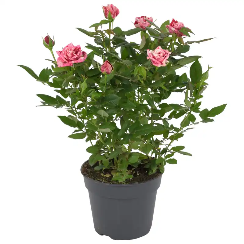 Prijs verlaagd - Rosa Special Ganna