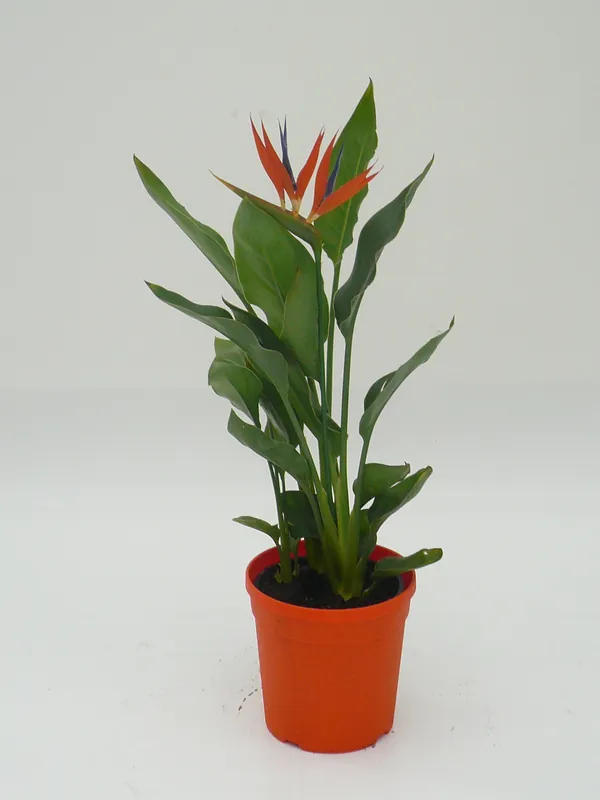 Uitverkoop | Strelitzia reginae (Paradijsvogelbloem)