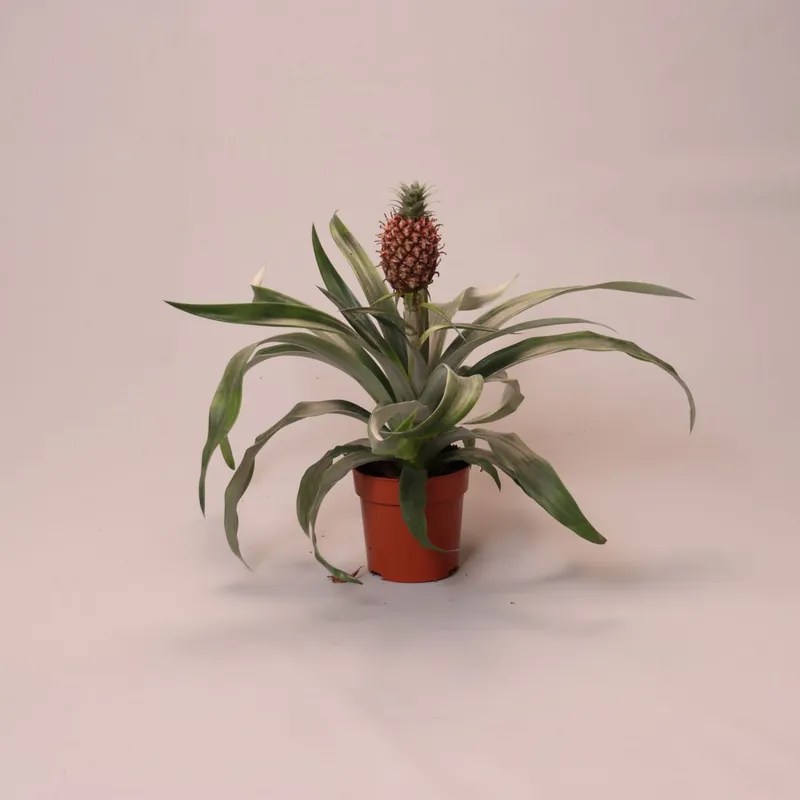 Ananas ‘Mi Amigo‘ (Ananasplant (anti-snurk) | Goed beoordeeld