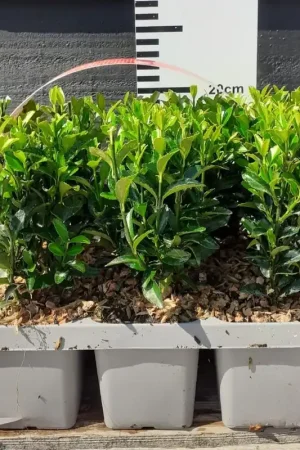 Zolang de voorraad strekt | Euonymus ‘Green Spire‘