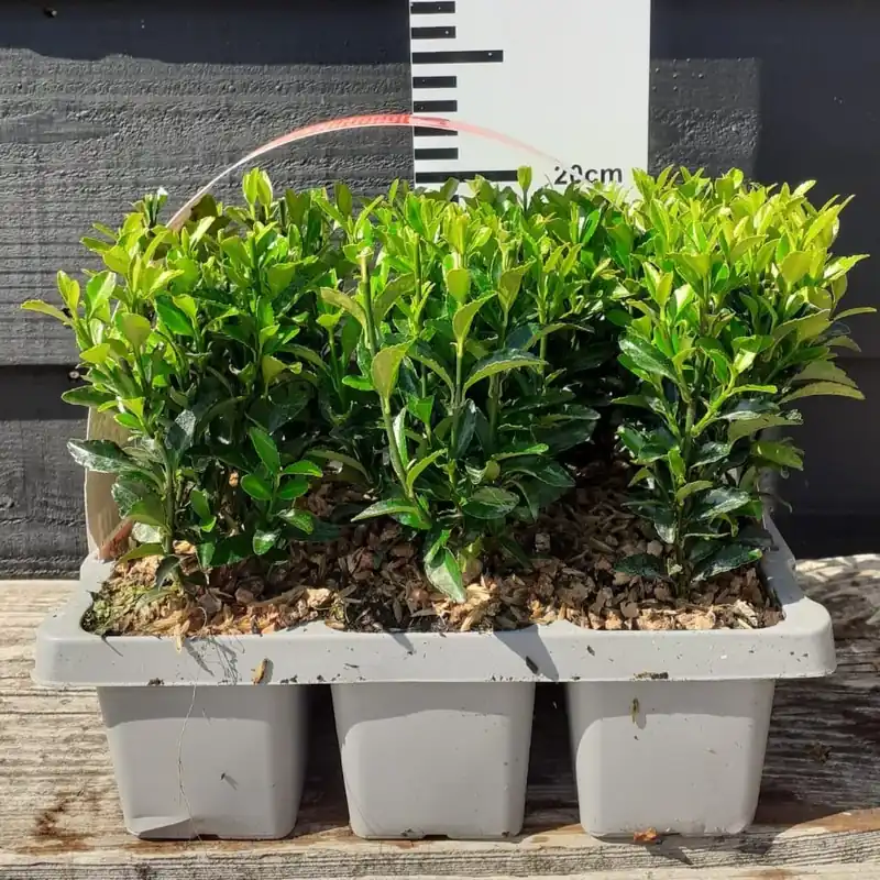 Zolang de voorraad strekt | Euonymus ‘Green Spire‘