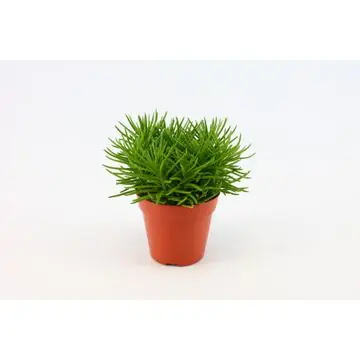 Erg populair - Senecio Himalaya