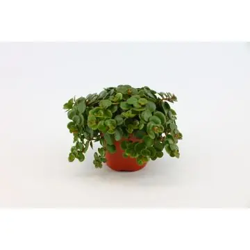 Sedum makinoi ‘Tundra Tornado’ - Net toegevoegd