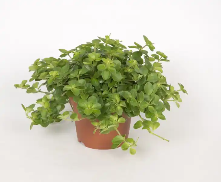 Dagdeal - Peperomia Rotundifolia