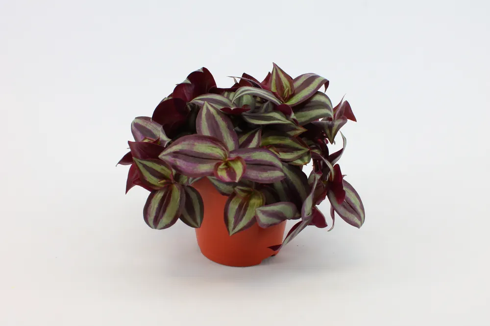 Korting - Tradescantia Zebrina (Vaderplant)