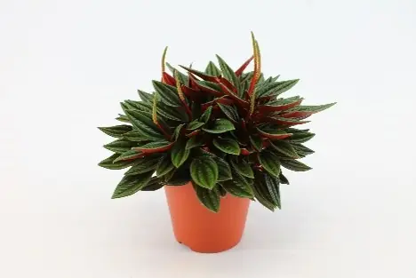 Topdeal - Peperomia ‘Rosso‘