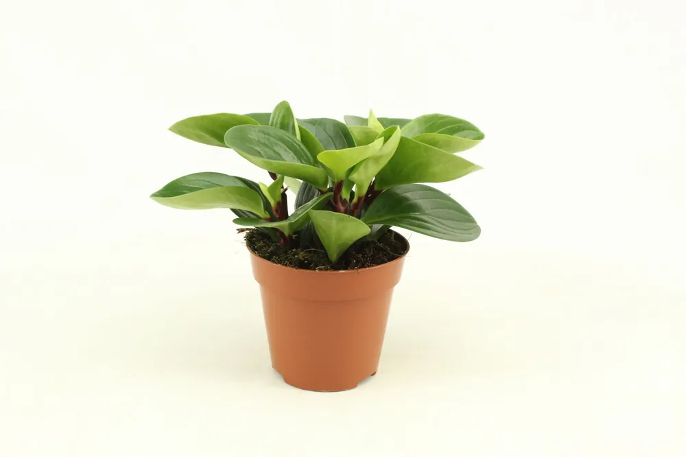 Peperomia Obtusifolia ‘Red Canyon‘ - Actie