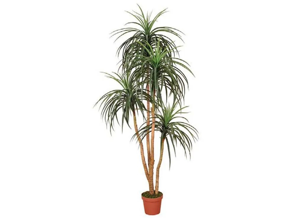 Nieuw in het assortiment | Kunstplanten Nolina 185cm
