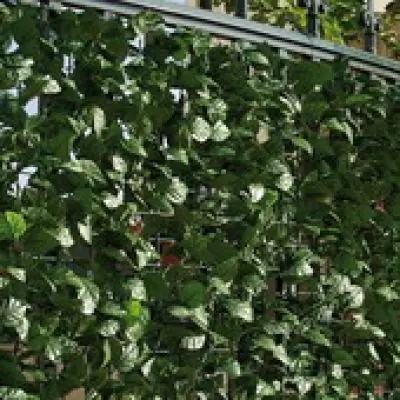 Kunsthaag balkonscherm tuinscherm hedera klimop 100x300cm | Nog maar een paar beschikbaar