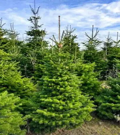 Populair - Kerstboom Nordmann gezaagd 1.75m - 2.00m