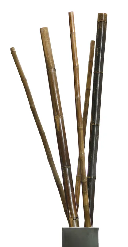 Veel gevraagd | Bamboestokken bamboepaal tonkin tonkinstokken 180cm 60/70mm per 4 stuks