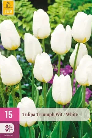 Actieprijs | Tulpenbollen Triumph Wit - 15 stuks