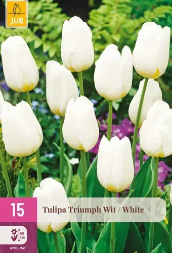 Actieprijs | Tulpenbollen Triumph Wit - 15 stuks