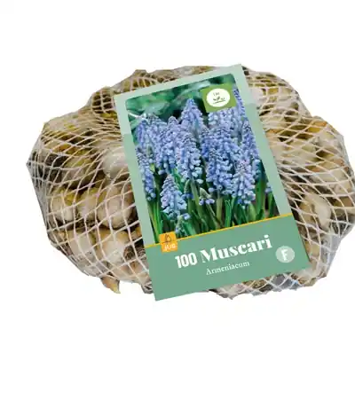 Koopje | Muscari armeniacum - 100 bloembollen