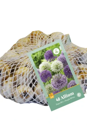 Allium paars/wit mix - 40 bloembollen - Scherp geprijsd