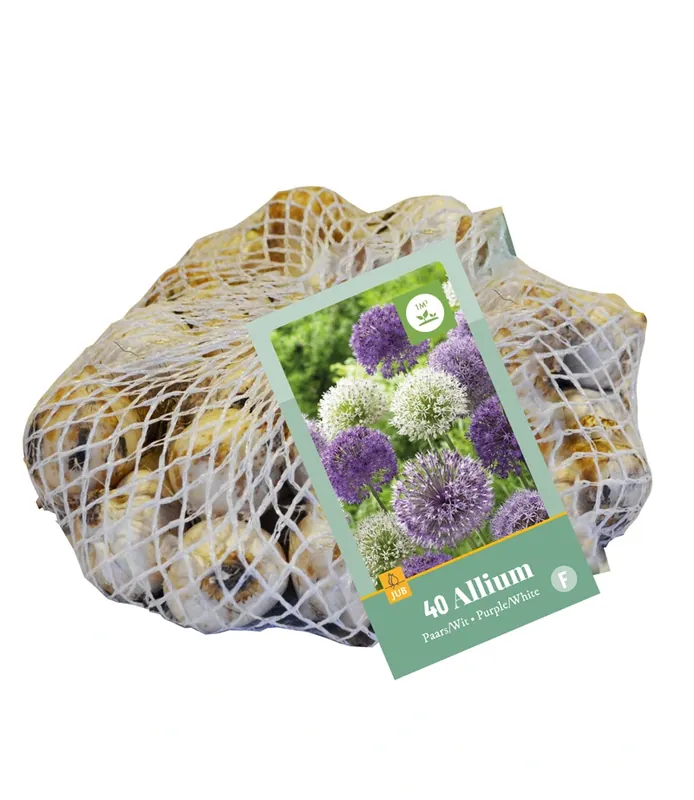 Allium paars/wit mix - 40 bloembollen - Scherp geprijsd