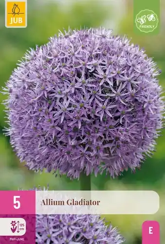 Allium Gladiator - 5 bloembollen | Hoog gewaardeerd