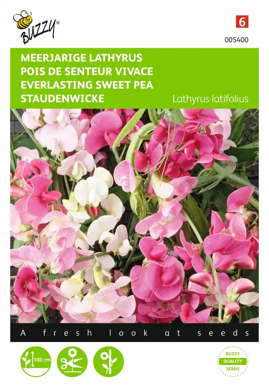 Populair - Buzzy® zaden - Lathyrus, Sier- of Reukerwt meerjarig