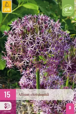 Allium christophii - 15 bloembollen | Actie