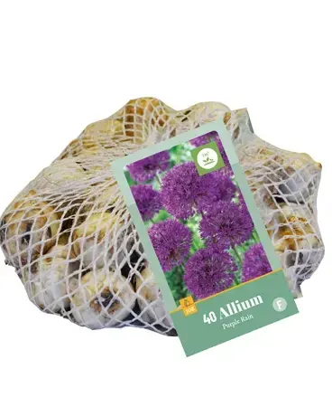 Allium Purple Rain - 40 bloembollen | Mis het niet
